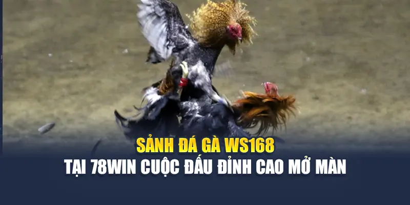 Sảnh Đá Gà WS168 Tại 78WIN Cuộc Đấu Đỉnh Cao Mở Màn