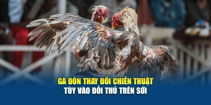 Gà đòn thay đổi chiến thuật tùy vào đối thủ trên sới
