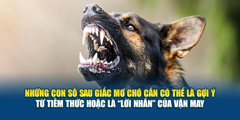 Mơ Thấy Chó Cắn Là Điềm Tốt Hay Xấu 78Win? - Lý Giải Ngay 7 Những con số sau giấc mơ chó cắn có thể là gợi ý từ tiềm thức hoặc là “lời nhắn” của vận may